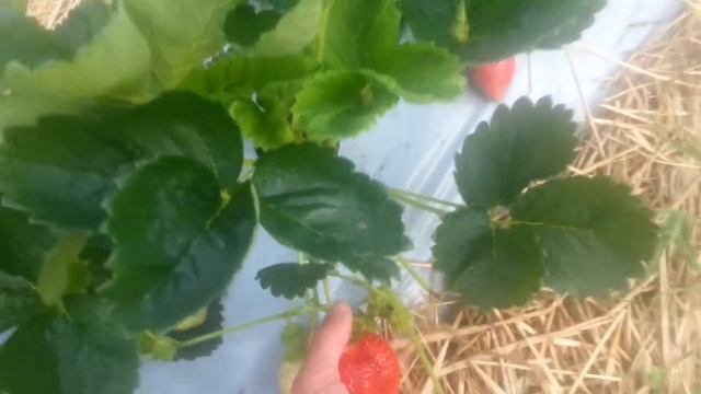 Клубника сорт Азия смотреть онлайн