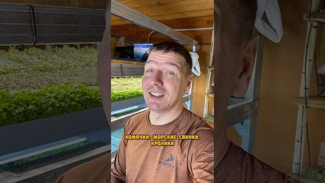 Трава для животных