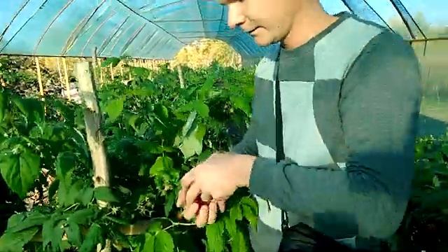 Малина сорт Полька(Полка) отличный сорт смотреть онлайн