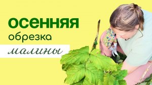 ОСЕННЯЯ обрезка МАЛИНЫ, пошаговая инструкция