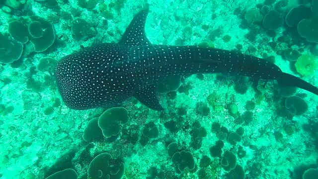 Морские животные - очень красивое видео! смотреть онлайн