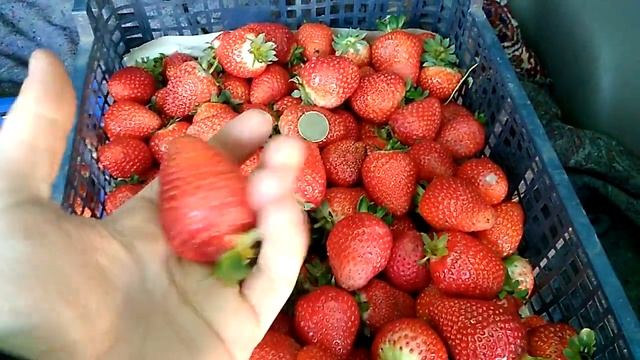 клубника поздней осенью. смотреть онлайн