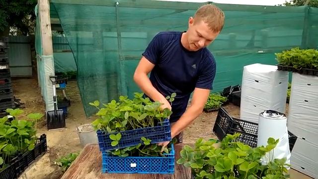 Упаковка кассетной рассады клубники. как это делаю я. 89289670317 смотреть онлайн