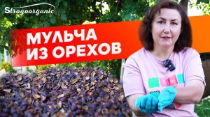 Идеальная мульча для кислолюбивых растений / Ученицы Strogoorganic