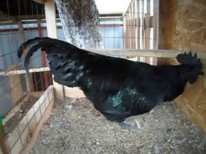 Льюянг черные куры