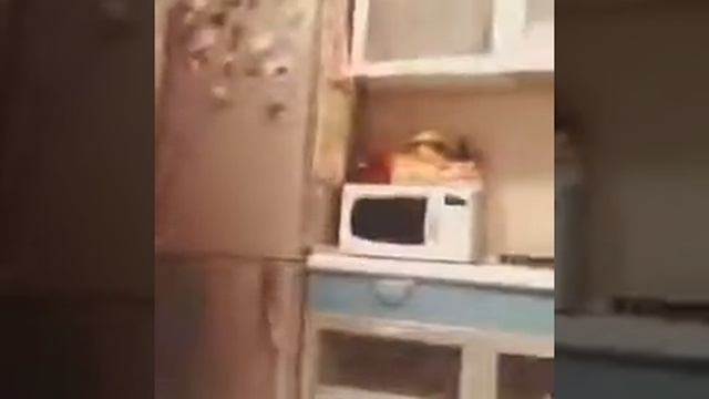 Среди котов тоже бывают неудачники