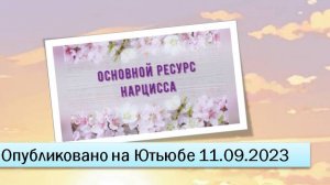 Основной ресурс нарцисса (11.09.2023)