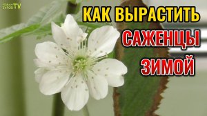 🔥 Это возможно: выращиваю саженцы ежевики 🌱 ЗИМОЙ - метод о котором никто не знает 🧐