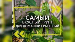 Самый вкусный грунт для растений 🌱