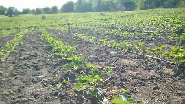 Мой маточник клубники от посадки фриго до октября, часть 2 смотреть онлайн