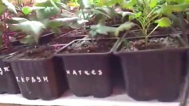 Саженцы ежевика, малина. Продажа саженцев 89289670317. смотреть онлайн