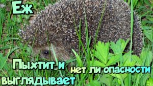 Ежик пыхтит и выглядывает,нет ли опасности 🌞