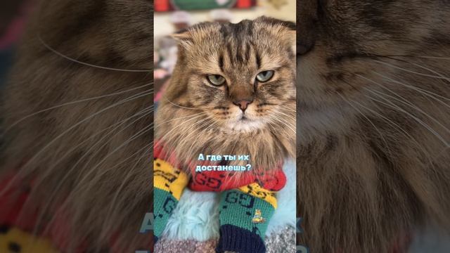 Что такое мыши?🐭😹 #котики #юмор #мыши