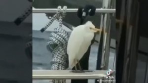 Слияние с бесконечно вечным - оно бы и нам не помешало!