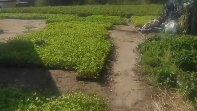 Клубника сорт Мурано, подготовка, отгрузка. смотреть онлайн