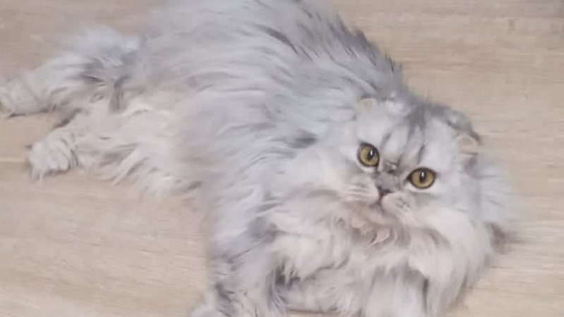 кошка