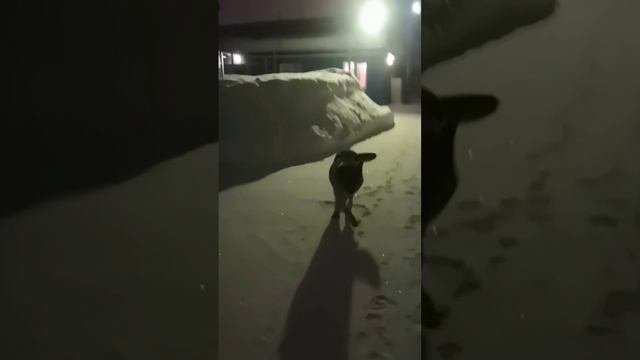 ПЁС НЕПОСЕДА