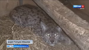 Тимур Абашев рассказал, как дела у рыси, пойманной в Оричах в прошлом году