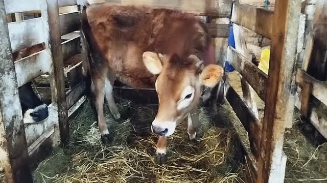 ТЕЛОЧКА ПРИШЛА В ОХОТУ КОРОВКА ГОТОВИТСЯ К ОТЕЛУ А Я ВАРЮ БОРЩ