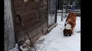 🐱🐱🐶