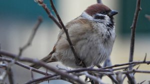 Большие СИНИЦЫ, ЛАЗОРЕВКИ и ВОРОБЬИ. 09.01.2025. Кормушки в Подмосковье.