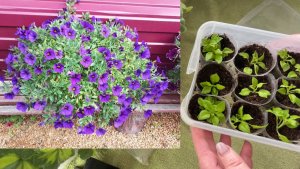 🏡  Vlog из светёлки. Черенкую всё подряд, сохраняю маточные растения. Занесли стеллаж.