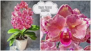 Phal. Pirate Picotee 🦋 Шикарная орхидея Пират Пикоти бабочка в домашнем цветении 🌸 Обзор сорта