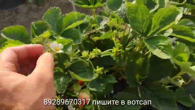 Сбор ягоды клубники удивил смотреть онлайн