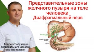 Представительные зоны желчного пузыря на теле человека. Диафрагмальный нерв. Фрагмент обучения