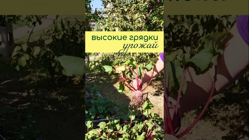 Урожай на ВЫСОКИХ ГРЯДКАХ