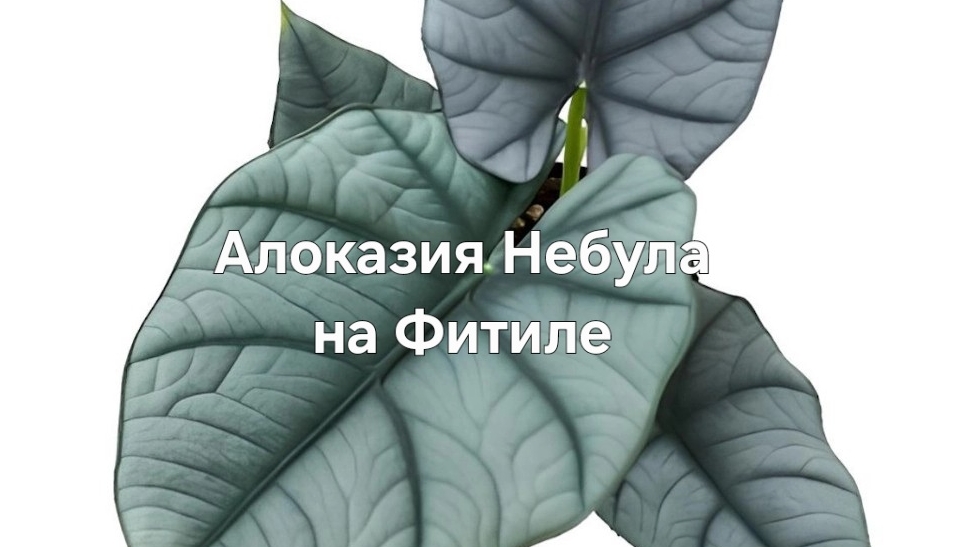 Алоказия Небула на фитилтном поливе