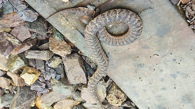 Щитомордник злится (телефон)