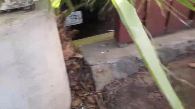 Washingtonia robusta palm trees self seed in the craziest places