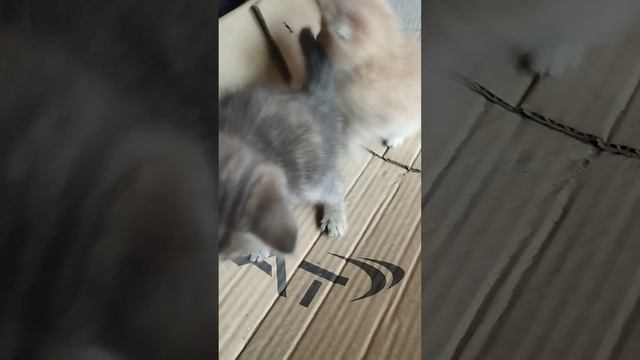 Джек маленькая царапка.. смотреть онлайн