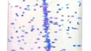 Baby Mozart Remake Remastered