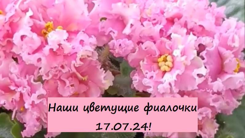 Наши цветущие фиалочки (сенполии) 17.07.24!