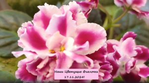 Наши Цветущие Фиалочки 17.11.2024!