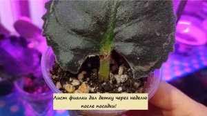 Лист фиалки дал детку через неделю после посадки!