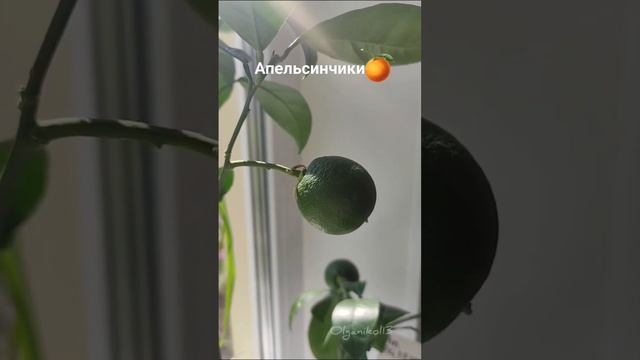 цитрусы дома