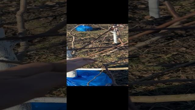 Яблоня 5ти-сортовая