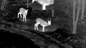 охота косуля карабин Blaser r8 калибр 30-06 прицел pulsar trail2