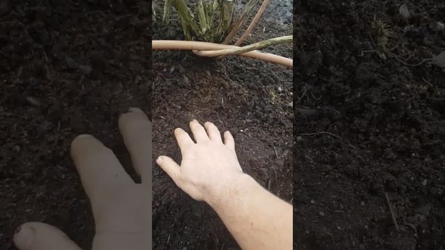 голубика после зимы. 27.03.23г с-з Подмосковья скоро будем резать) смотреть онлайн