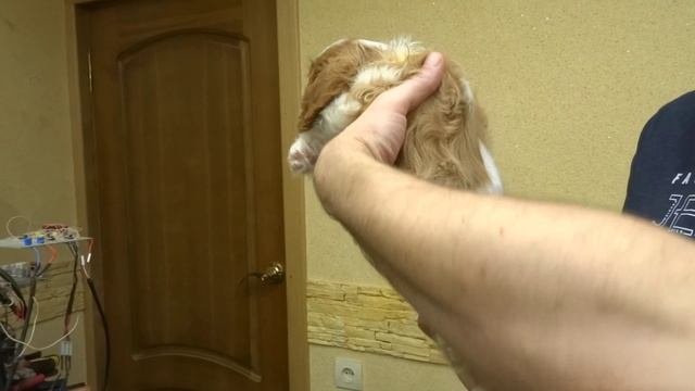 желтый ошейник