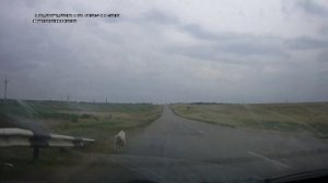 ...баный ишак