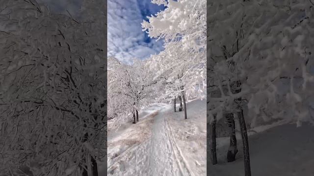Зимняя красота природы. Лес Кумысная поляна Саратов 2025 год