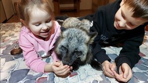 Лис с детьми