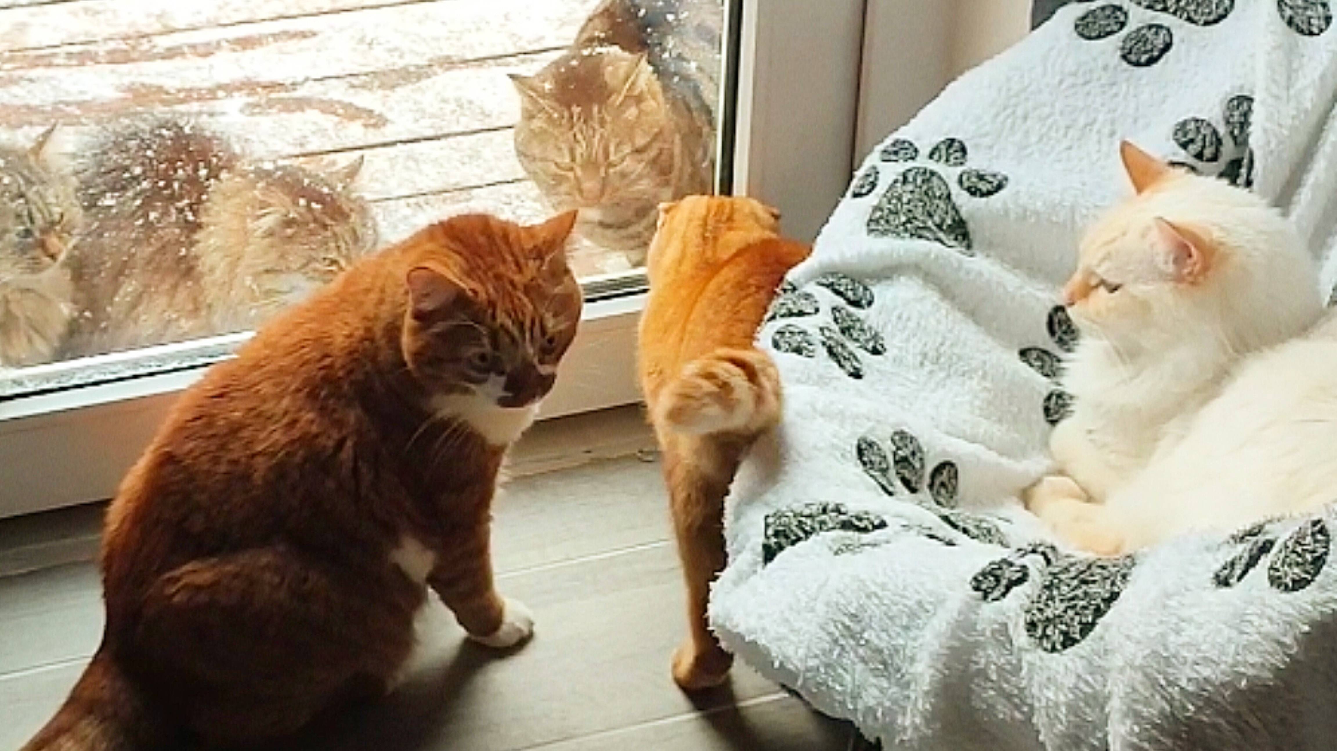 Кошке Тиме нравится кот Мурзик.. а коту Стёпе это не нравится