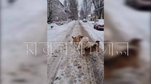 Собаки на самовыгуле вместе с бездомными сбиваются в агрессивные стаи и нападают на жителей Бора