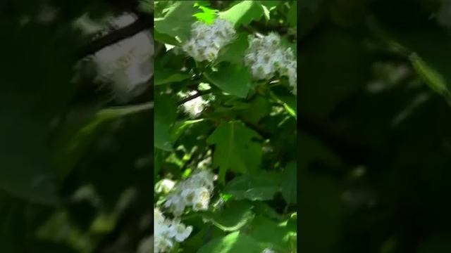 Цветёт боярышник. Дмитрий Шлапак смотреть онлайн