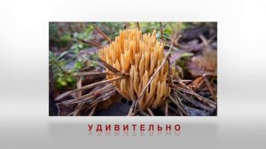 Наложение музыки